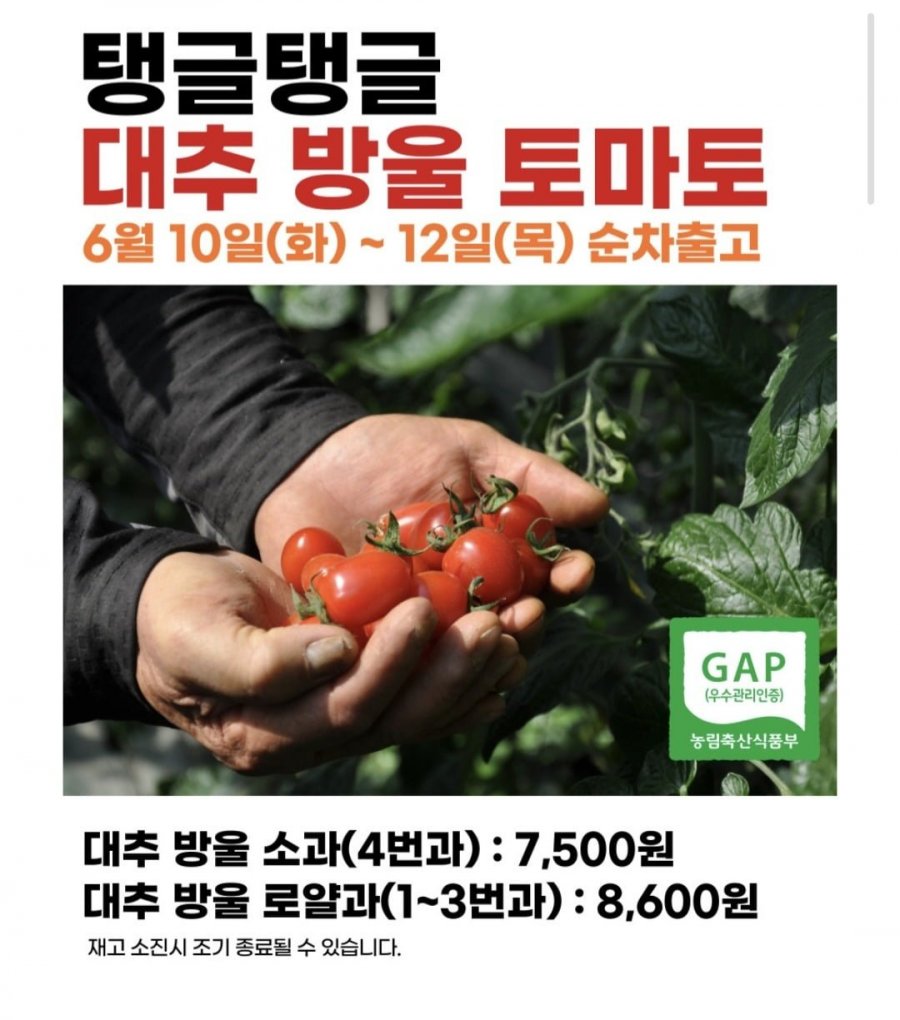 [농협마켓] 대추 방울 토마토 2kg (7,500원~/무료)4