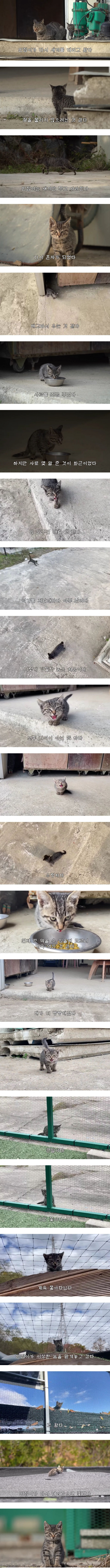 image.png 엄마젖 못먹는 새끼고양이 발견한 유튜버가 좆된 이유.JPG