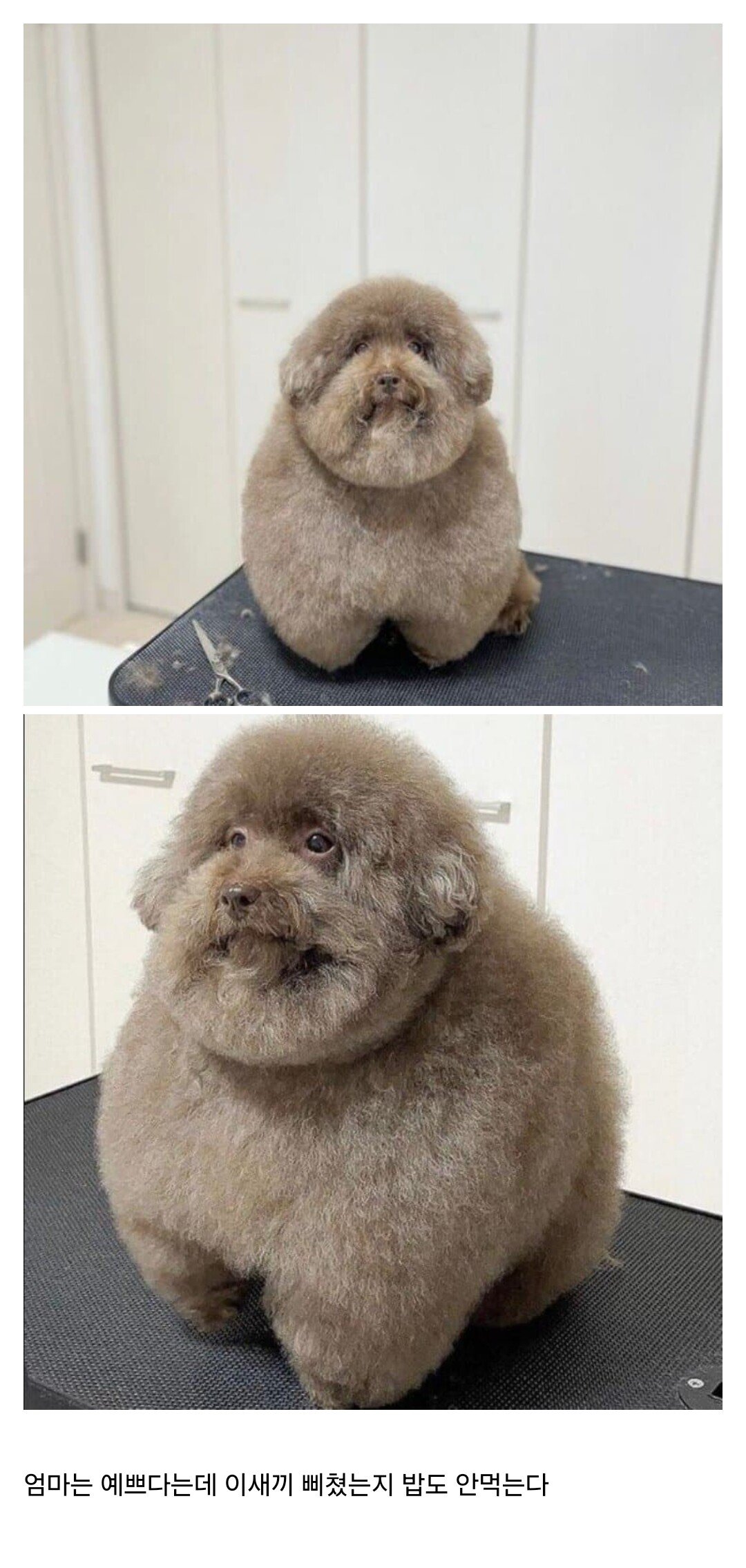 개 미용 조져서 개가 삐졌다는 디시인