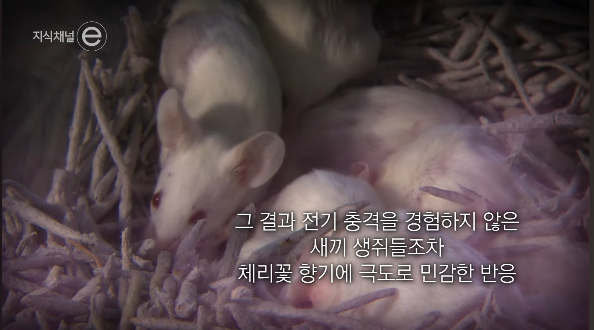 Screenshot_20250413_225636_YouTube.jpg
